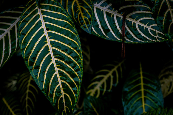 Flora of the Cloud Forest ~Mindo