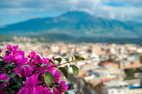 Bougainvillea with Volcán Cotacachi in the background ~Otavalo