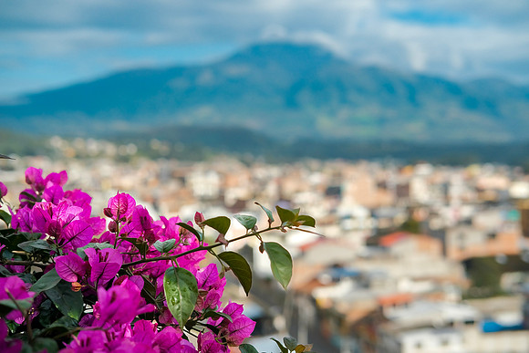 Bougainvillea with Volcán Cotacachi in the background ~Otavalo