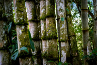 Giant Bamboo ~Mindo Cloud Forest