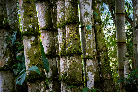 Giant Bamboo ~Mindo Cloud Forest