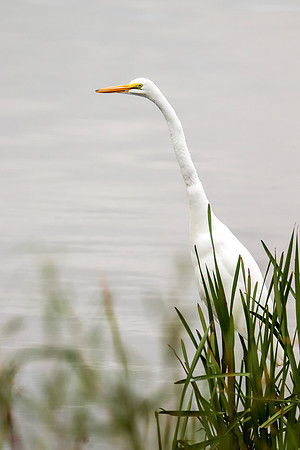 Great Egret ~Heritage Park, Wheeling, IL