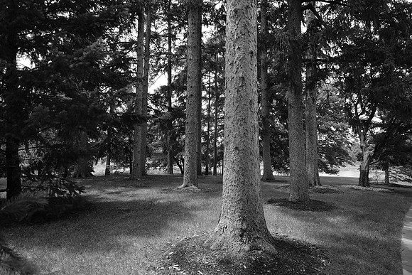 Morton Arboretum ~Lisle, IL