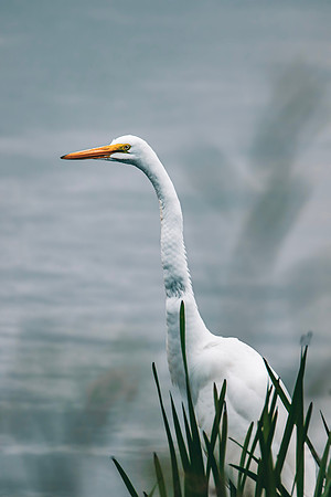 Great Egret ~Heritage Park, Wheeling, IL