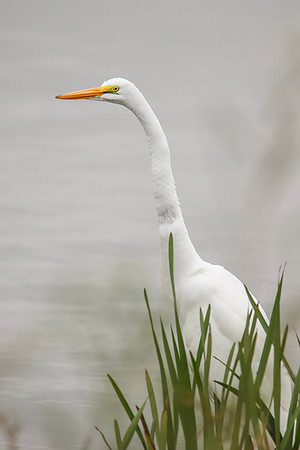 Great Egret ~Heritage Park, Wheeling, IL