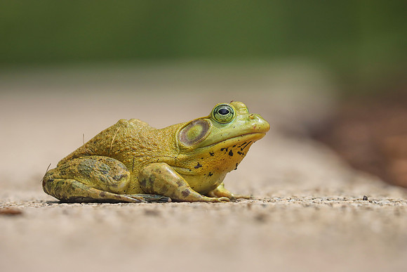 Bullfrog ~The Arboretum, Lisle, IL