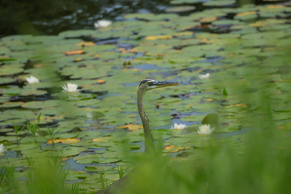 Great Blue Heron ~The Arboretum, Lisle, IL