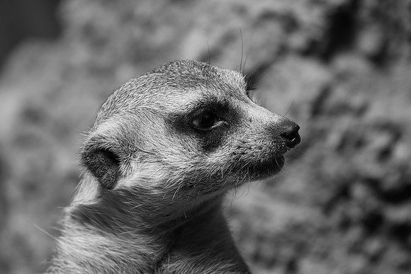 Meerkat ~Lincoln Park Zoo, Chicago, IL