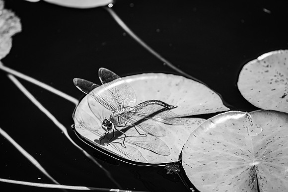 Dragonfly ~The Arboretum, Lisle, IL