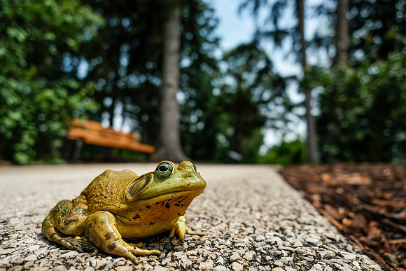Bullfrog ~The Arboretum, Lisle, IL