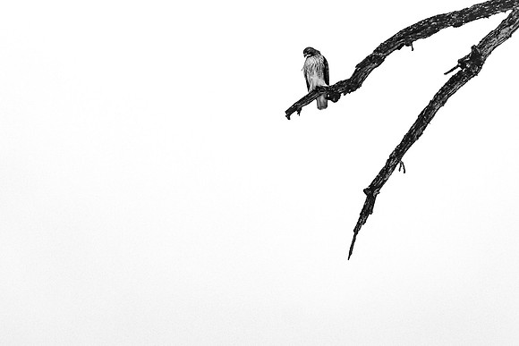 Red-tailed Hawk ~The Grove, Glenview, IL