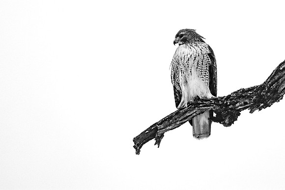 Red-tailed Hawk ~The Grove, Glenview, IL