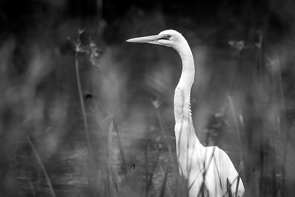 Great Egret ~Heritage Park, Wheeling, IL