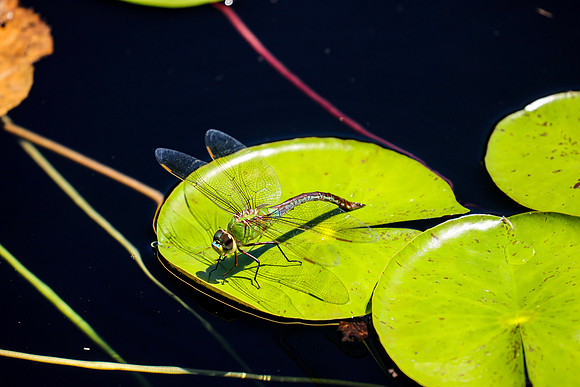 Dragonfly ~The Arboretum, Lisle, IL