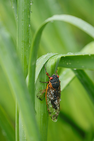 Periodical Cicada ~The Grove, Glenview, IL