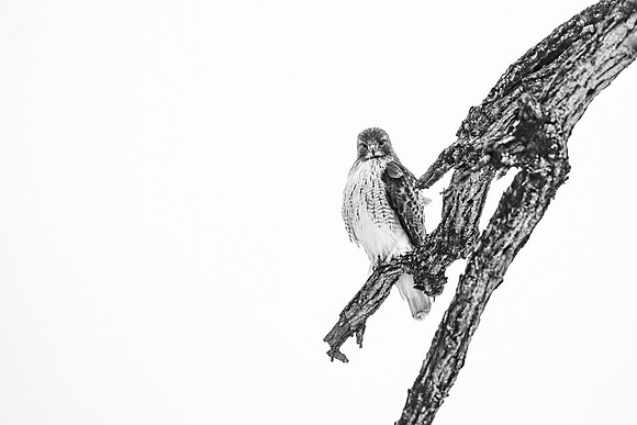 Red-tailed Hawk ~The Grove, Glenview, IL