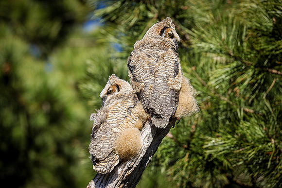 Great Horned Owl Owlets ~Glenview, IL