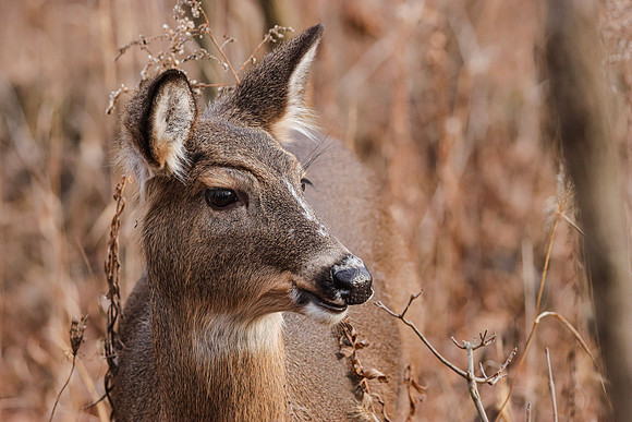 White-tailed Deer ~The Grove, Glenview, IL
