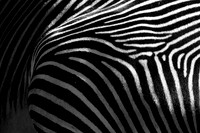 Zebra stripes ~Lincoln Park Zoo, Chicago, IL