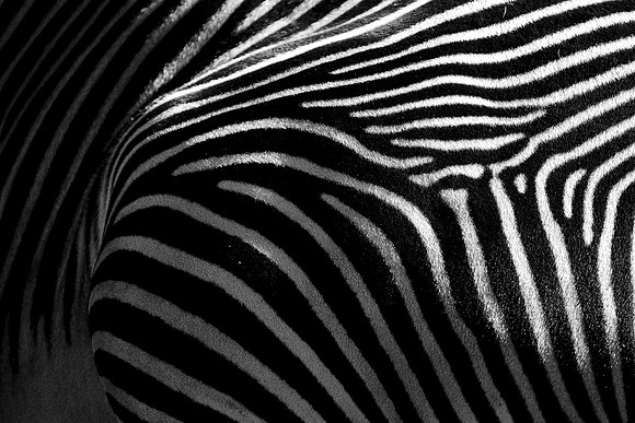 Zebra stripes ~Lincoln Park Zoo, Chicago, IL