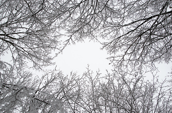 Ice Canopy ~Hegewisch Marsh ~Chicago