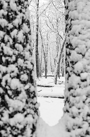 Nature's Frame ~Wheeling, IL
