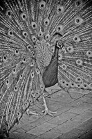 Royal Bird ~Melbourne Zoo, Australia