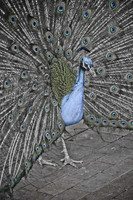 Royal Bird - Peacock ~Melbourne Zoo, Australia