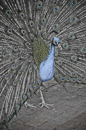 Royal Bird - Peacock ~Melbourne Zoo, Australia