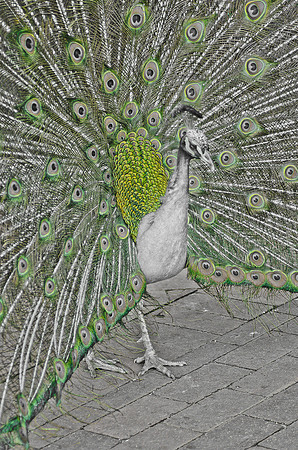 Royal Bird - Peacock ~Melbourne Zoo, Australia