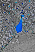 Royal Bird - Peacock ~Melbourne Zoo, Australia