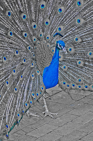 Royal Bird - Peacock ~Melbourne Zoo, Australia
