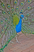 Royal Bird ~Melbourne Zoo, Australia