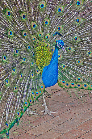 Royal Bird ~Melbourne Zoo, Australia