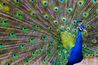 Nature & Wildlife