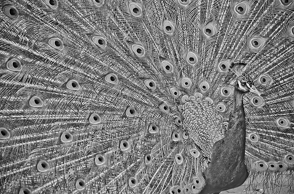 Royal Bird ~Melbourne Zoo, Australia