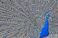 Royal Bird - Peacock ~Melbourne Zoo, Australia