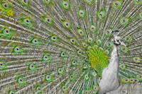Royal Bird - Peacock ~Melbourne Zoo, Australia