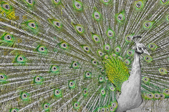 Royal Bird - Peacock ~Melbourne Zoo, Australia