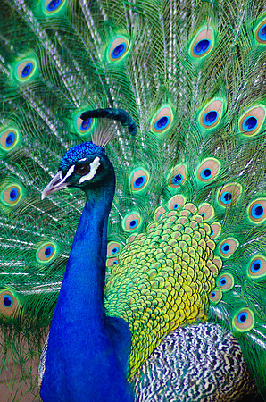 Royal Bird ~Melbourne Zoo, Australia