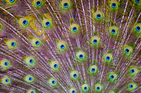 Nature's Wonder ~Melbourne Zoo, Australia