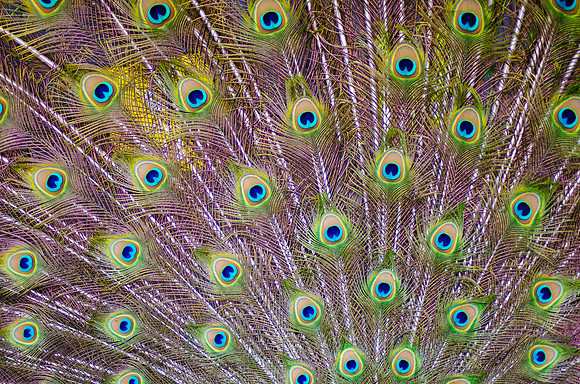 Nature's Wonder ~Melbourne Zoo, Australia