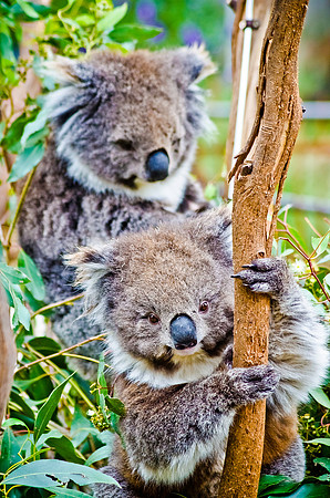 Koala's ~Melbourne Zoo, Australia
