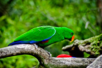 Parrot ~Melbourne Zoo, Australia