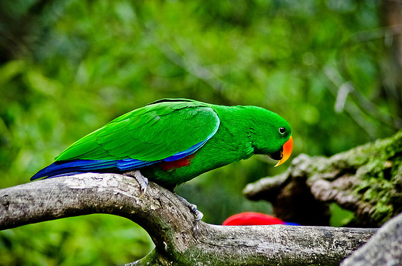 Parrot ~Melbourne Zoo, Australia