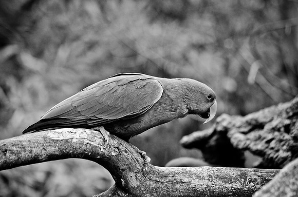 Parrot ~Melbourne Zoo, Australia