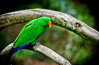 Parrot ~Melbourne Zoo, Australia