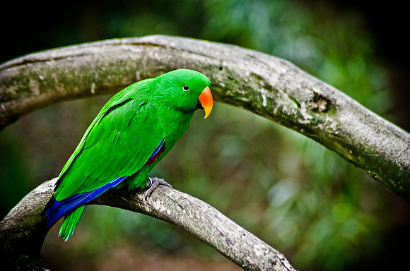 Parrot ~Melbourne Zoo, Australia