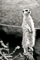 Meerkat Sentry ~Melbourne Zoo, Australia