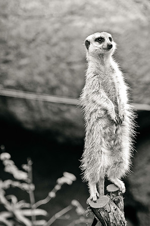Meerkat Sentry ~Melbourne Zoo, Australia